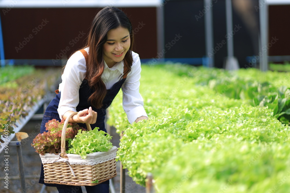 Fototapeta premium Female farmer working in a hydroponics greenhouse picking and harvesting vegetables in the field.