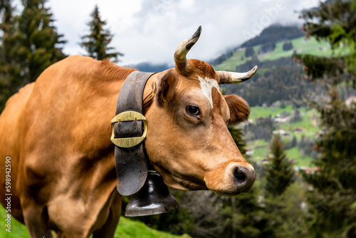 Brown cow with horns and bell round its neck