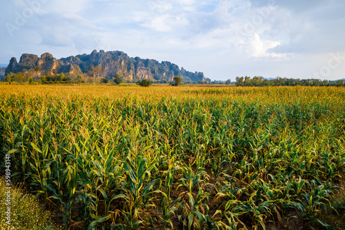 Corn field and limestone mountain, view around Noen Maprang district, tourist attraction in Phitsanulok, Thailand