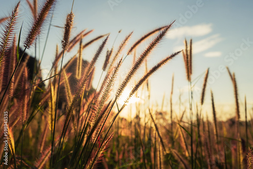 Fototapeta Naklejka Na Ścianę i Meble -  Closeup grass flowers blooming in the field before sunset