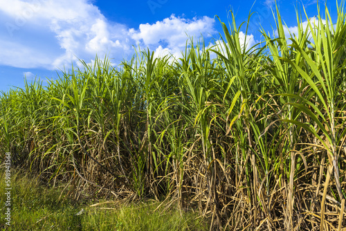 High sugar cane ready to harvest, sugar cane farm in countryside