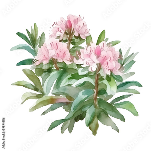 Shrub rhododendron light pink twig with flowers and leaves watercolor hand draw illustration on a white background.