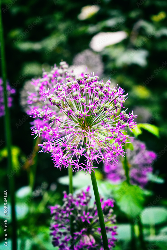 Fototapeta premium Purple flower in the garden