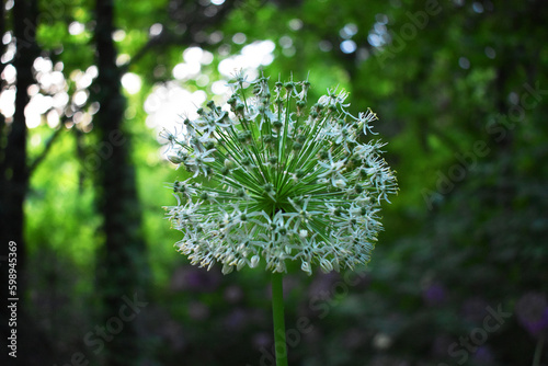 White flower in the garden