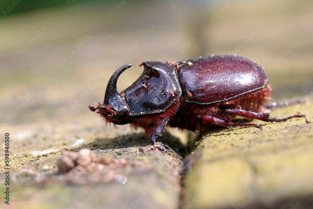 scarabée rhinocéros