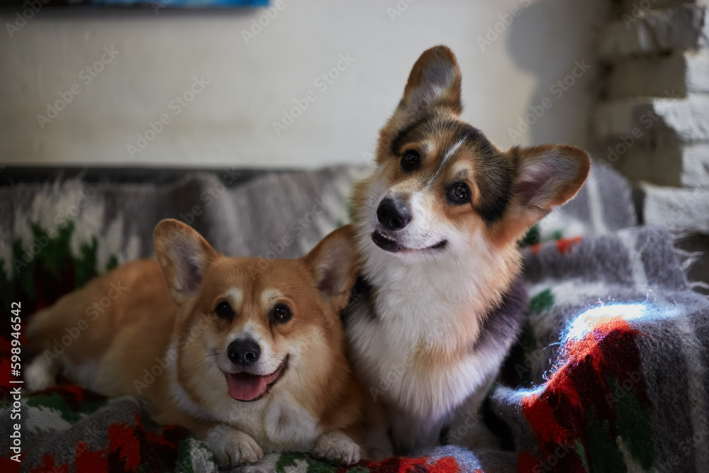Two cute Pembroke Welsh Corgis sitting on a couch in a cafe and looking in camera with curiosity Two cute Pembroke Welsh Corgis sitting on a couch in a cafe and looking in camera with curiosity