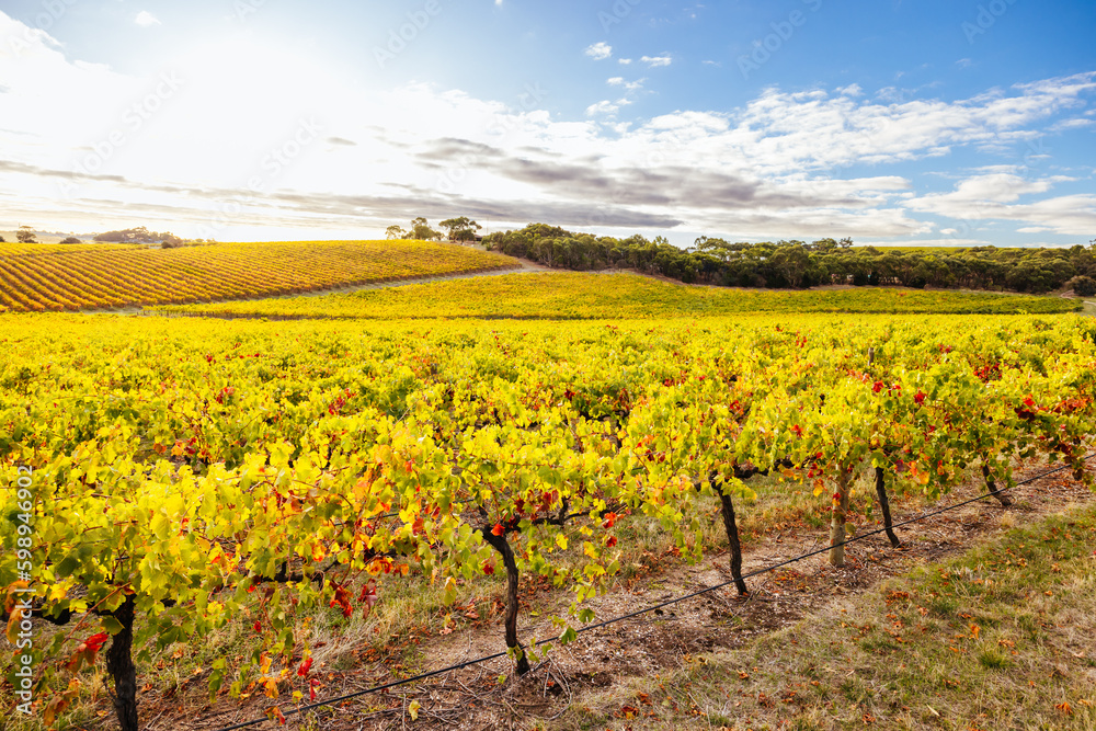Mclaren Vale Wine Region Landscape in Australia