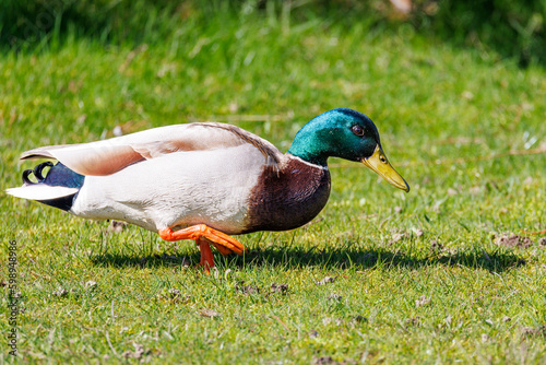 Mallard duck roaming the grass © Jef