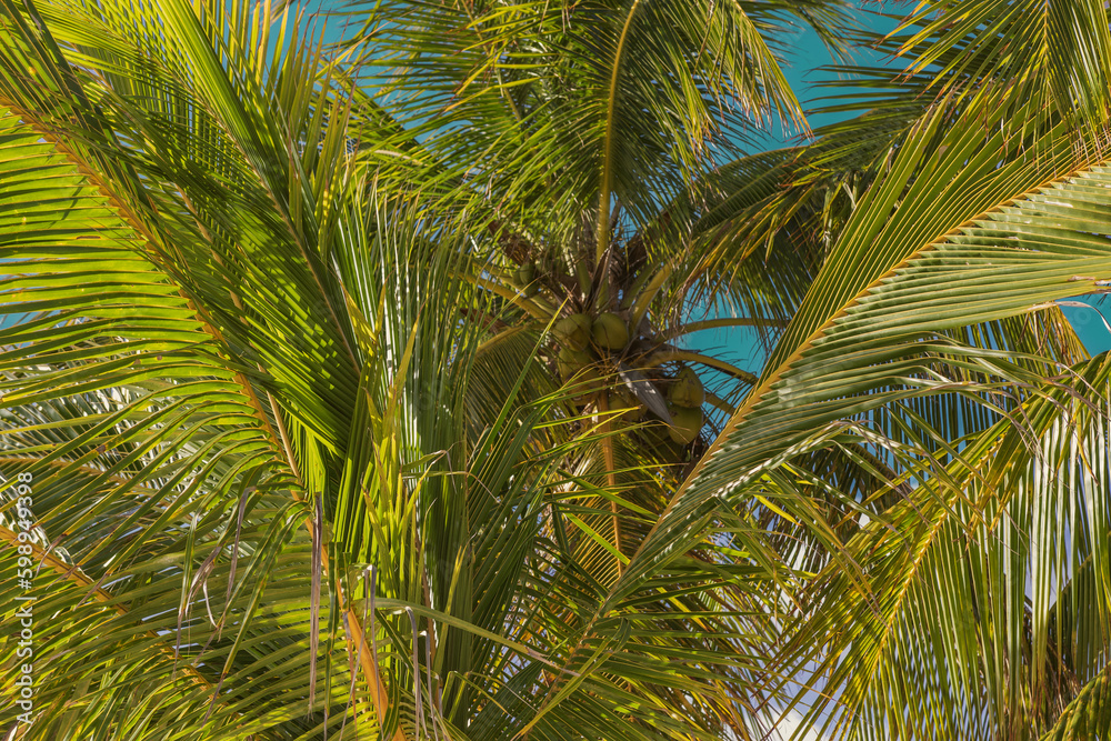 Fototapeta premium beach with palm trees