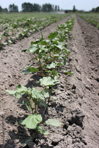 A field of sprouting cotton plants in Uzbekistan