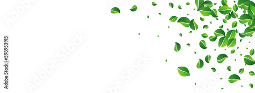 Mint Foliage Spring Vector Panoramic White