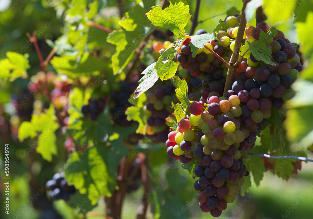 bunch of grapes, close up