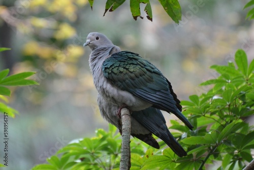 Portrait of a green imperial pigeon, Hong Kong Park
