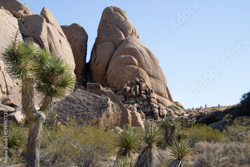 Joshua Tree NP, California, USA - December 1, 2021:  Rock formations, giant bouders and iiconic Joshua Tree forests attract outdoor enthusists from around the world. photo