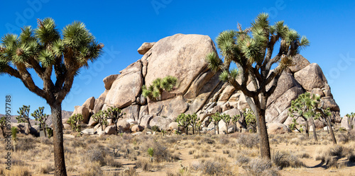 Joshua Tree NP, California, USA - December 1, 2021: Rock formations, giant bouders and iiconic Joshua Tree forests attract outdoor enthusists from around the world.