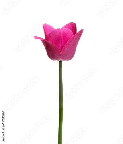 Tulip flower isolated on white