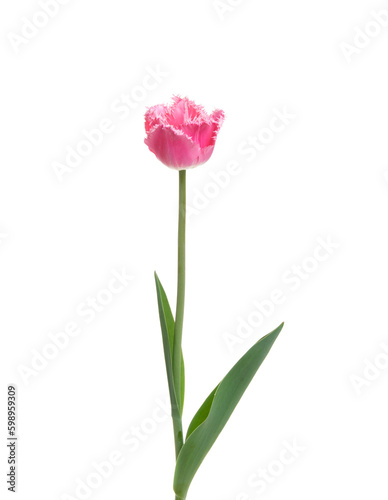 Fototapeta Naklejka Na Ścianę i Meble -  Tulip flower isolated on white
