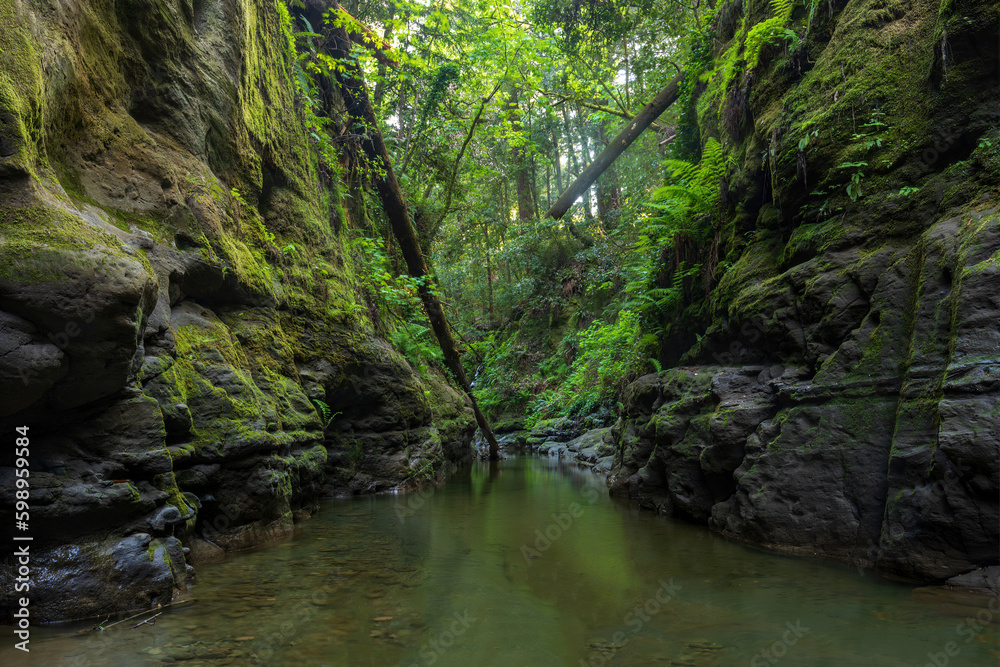 Φωτογραφία Aptos Creek at The Forest of Nisene Marks State Park in Santa Cruz County, California, USA
