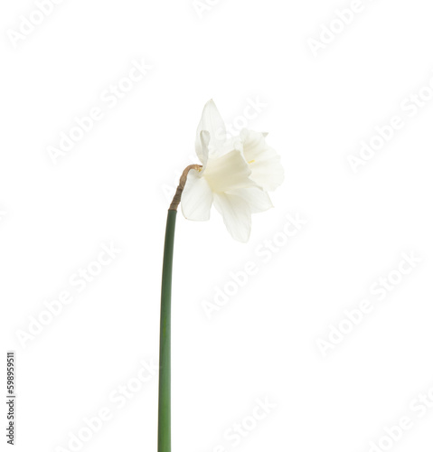 Narcissus flower isolated on white © Alekss