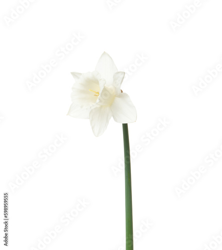 Narcissus flower isolated on white