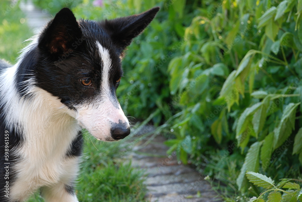 Die kleine Border Collie Hündin in der Natur