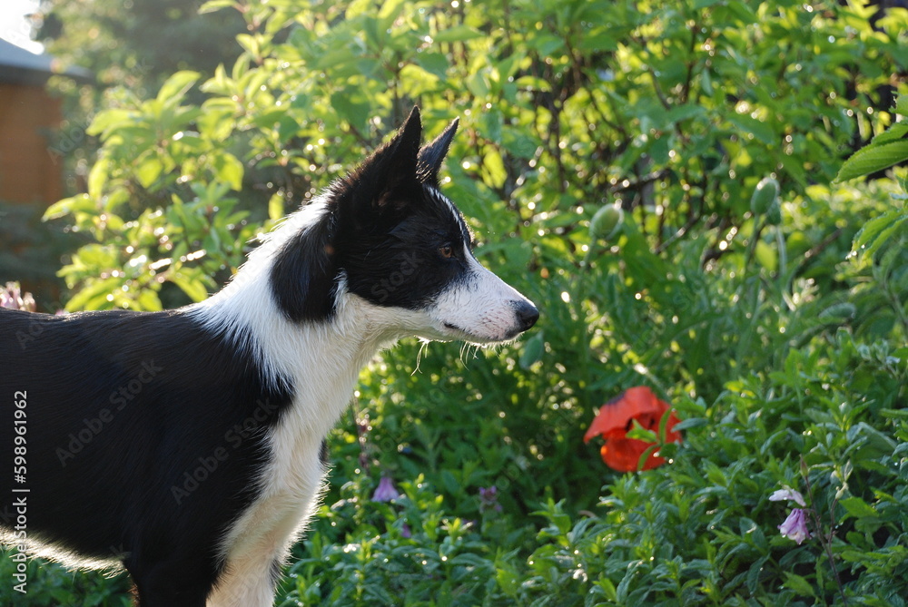 Die kleine Border Collie Hündin in der Natur