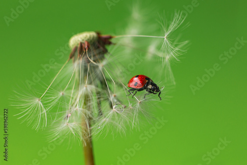 Beautiful flying red ladybug with white dandelion fluffy. Macro shot. Selective focus with copy space. Green background