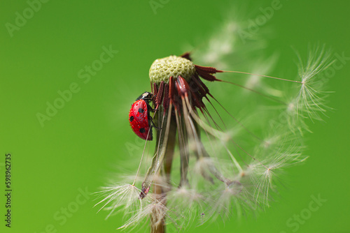 Beautiful flying red ladybug with white dandelion fluffy. Macro shot. Selective focus with copy space. Green background