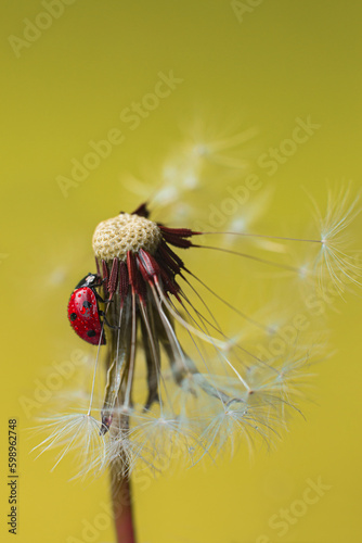 Beautiful flying red ladybug with white dandelion fluffy. Macro shot. Selective focus with copy space. Yellow background