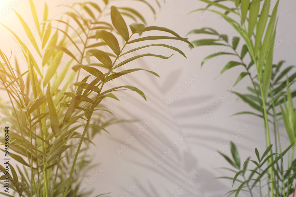 Green branches of a decorative palm tree with a shadow on a gray background. Background. Selective focus Green branches of a decorative palm tree with a shadow on a gray background. Background. Selective focus