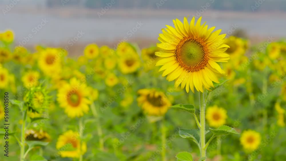 Sunflower park closeup shot on macro lens high quality sharpen Sunflower park closeup shot on macro lens high quality sharpen
