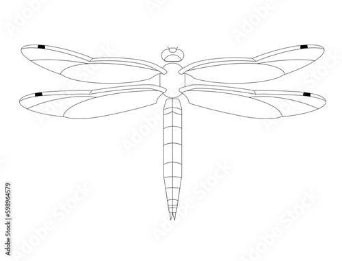 Orthetrum