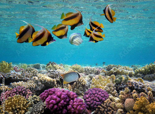 Beautiful tropical coral reef with shoal or red coral fish,