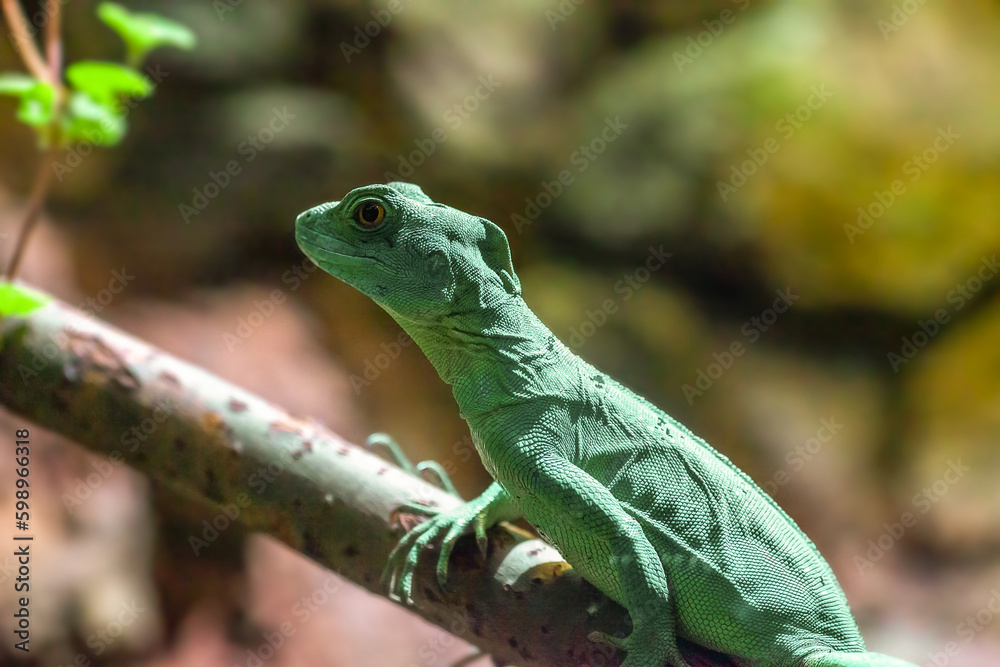 Fototapeta premium Green Plumed basilisk sitting on trees branch. Basiliscus plumifrons or double crested basilisk sits in forest