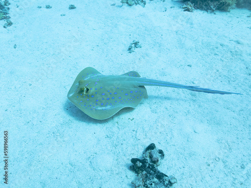 Blue spotted stingray or Taeniura lymma in the depths of the Red sea, travel concept