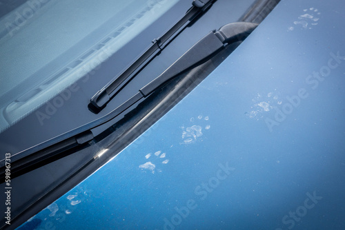 The trace of animal paws on the hood of the car