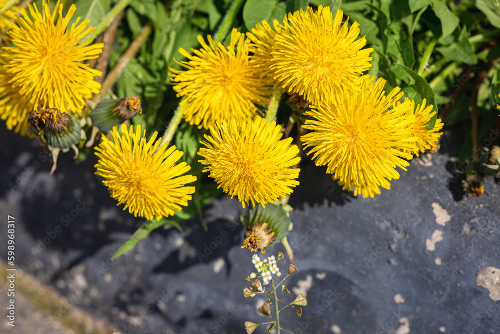Naklejka premium Blooming dandelion grow in the garden. Spring gardening, outdoor concept background, floral style