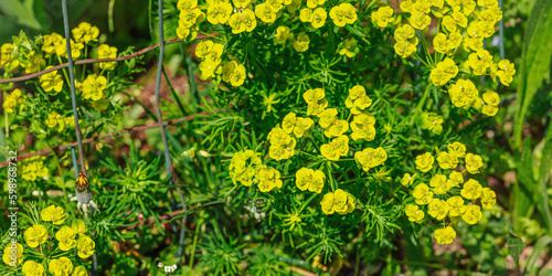 Blooming Euphorbia nicaeensis grow in the garden. Spring gardening, outdoor concept background, floral style photo