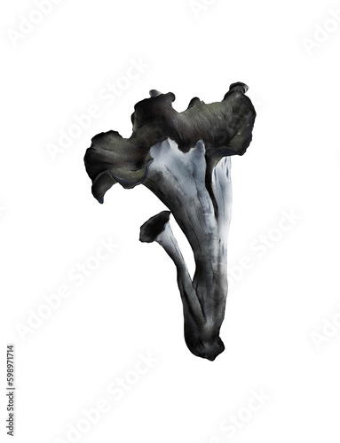 Horn of Plenty Mushroom illustration isolated. Hand drawn Black Trumpet mushroom. Craterellus cornucopioides. Edible fungi collection. Foraging