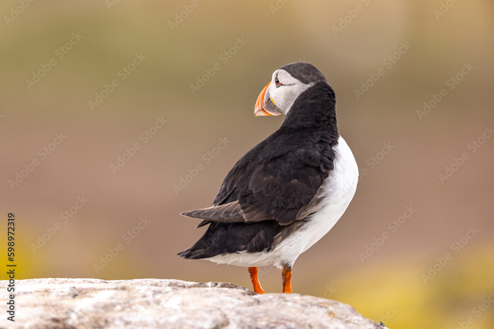 Atlantic puffins, a species of seabird in the auk family. Atlantic puffins, a species of seabird in the auk family.