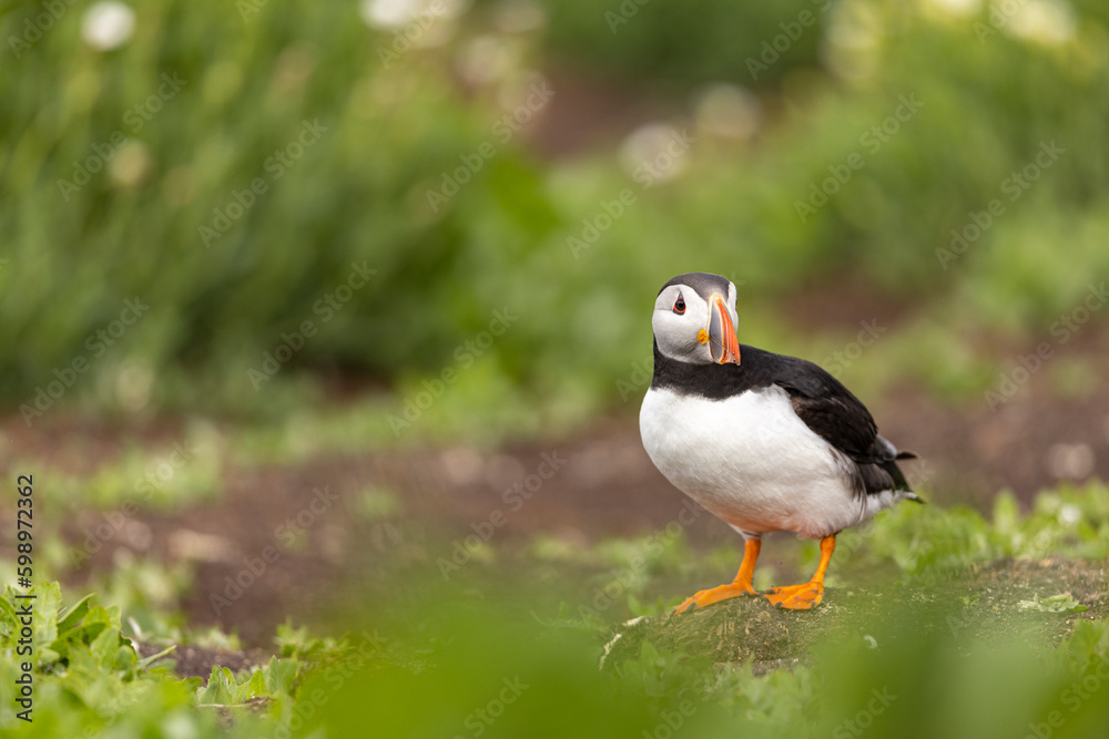 Atlantic puffins, a species of seabird in the auk family. Atlantic puffins, a species of seabird in the auk family.