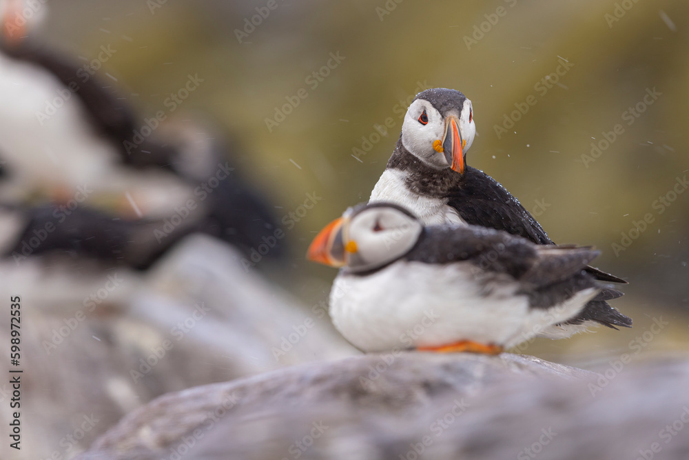 Atlantic puffins, a species of seabird in the auk family. Atlantic puffins, a species of seabird in the auk family.
