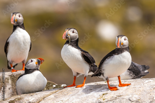 Atlantic puffins, a species of seabird in the auk family. © victormro