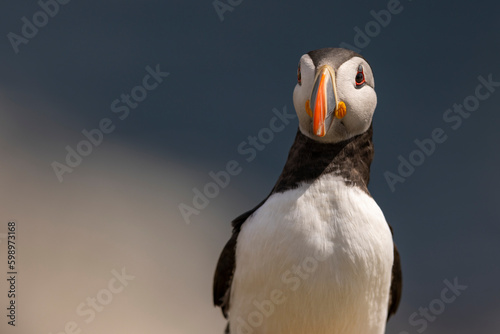 Atlantic puffins, a species of seabird in the auk family. © victormro