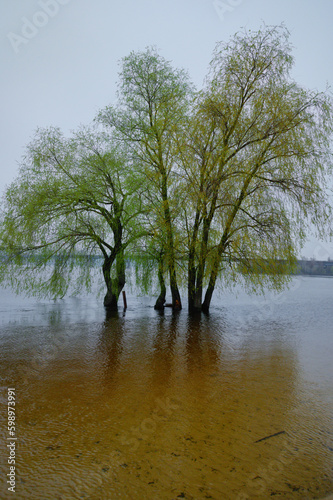 Scenic landscape view  group of trees in the water. High water in Kyiv, spring 2023. Foggy and rainy weather. Flooding of River Dipro. Beach in Berezniaky neighborhood photo