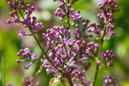 Blooming lilac grow in the garden. Spring gardening, outdoor concept background, floral style