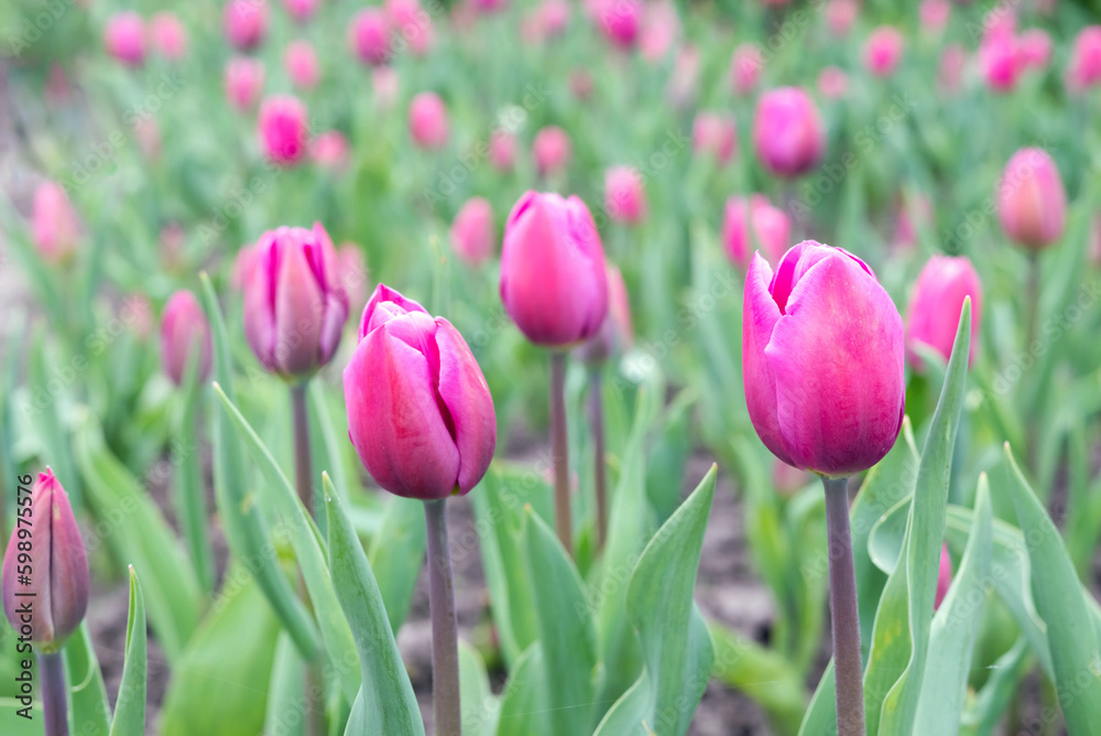 Blurred image of blooming purple tulips in the park in spring.