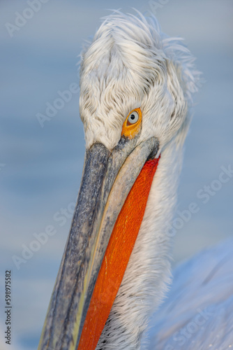 Dalmatian pelicans seen during winter in Kerkini Lake, Greece.
