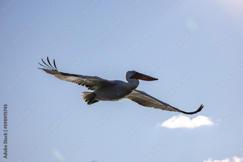 Obraz premium Dalmatian pelicans seen during winter in Kerkini Lake, Greece.
