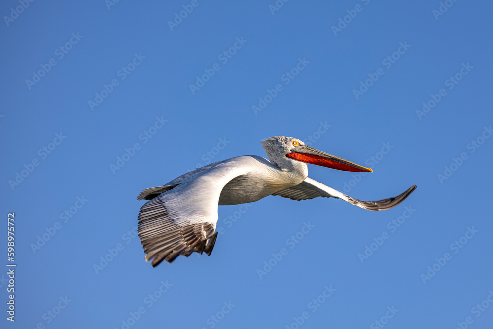 Obraz premium Dalmatian pelicans seen during winter in Kerkini Lake, Greece.